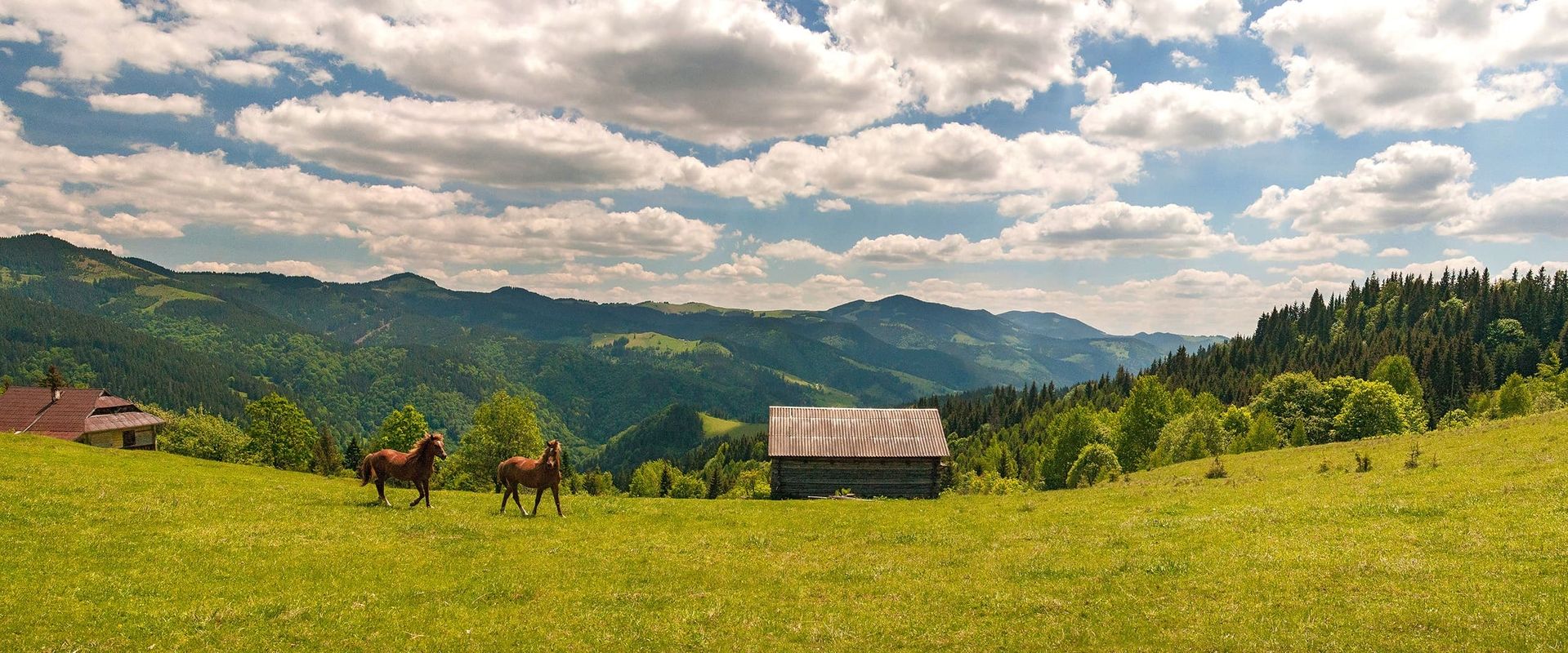 Zwei Pferde die auf einen Feld laufen